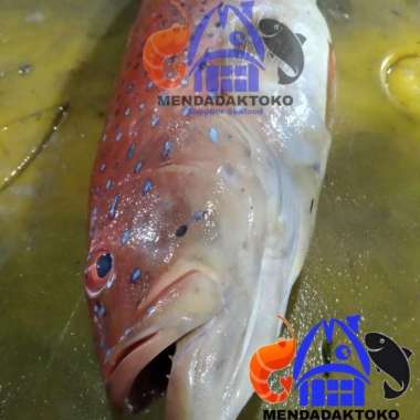 ikan kerapu lodi / kerapu sunu merah / orange fresh