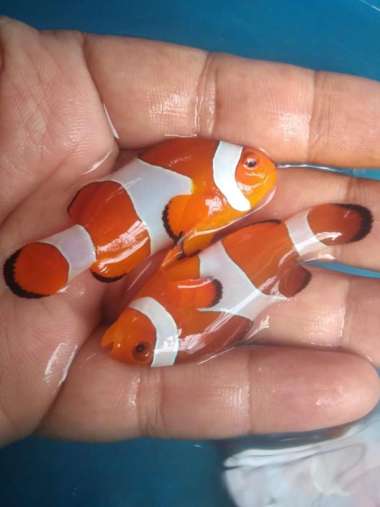 Ikan Hias Laut NEMO / Badut / Clownfish Size M