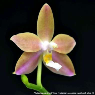 Seedling Phalaenopsis Arnel Tobia bibit bunga anggrek bulan primary hybrid silangan unik