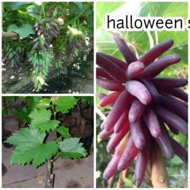 Bibit Anggur Halloween Red Super, import ORI, grafting cepat berbuah, manis
