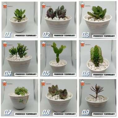 kaktus dan sukulen murah | Tanaman hias - Dekorasi kamar | A3 Tanaman saja