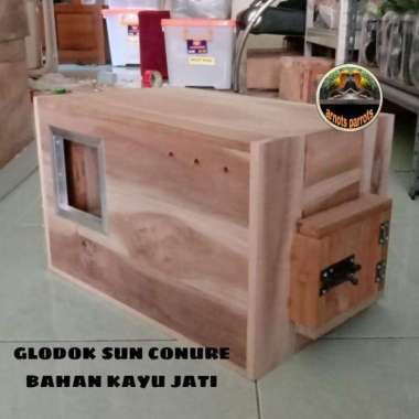 GLODOK SUN CONURE LEBIH MANTAP