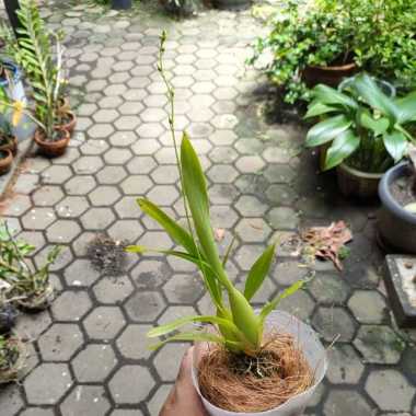 Tanaman Hias Anggrek Oncidium Golden Shower Spike