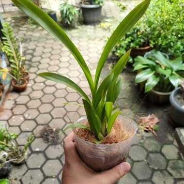 Tanaman Hias Anggrek Oncidium Golden Shower Dewasa