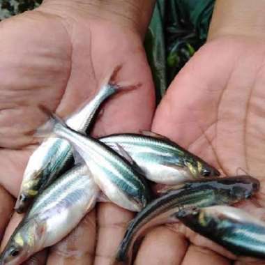 bibit ikan patin