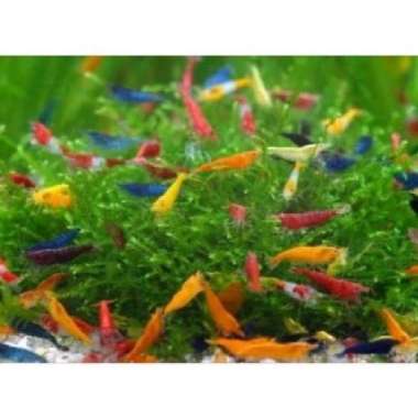 udang hias udang chery hiasan aquarium aquascape