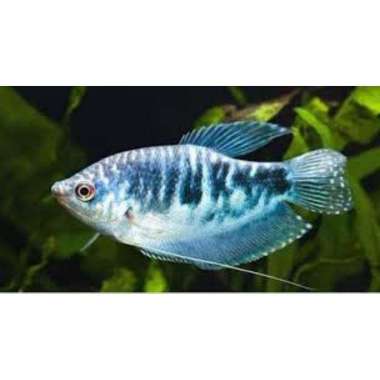 ikan hias sepat rosbi sepat biru