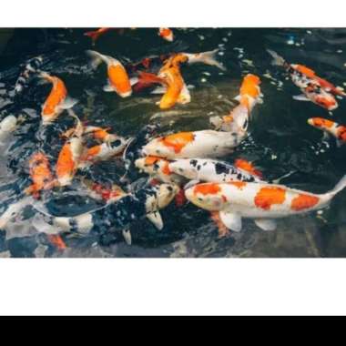 ikan koi size 20-25 cm