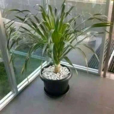 Pandan Bali / Pohon Pandan Bali