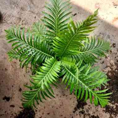 Tanaman Hias Pakis Jibung - Pakis Jibum