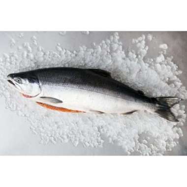 Ikan salmon utuh frozen per 1 ekor ( atlantic norwegian )