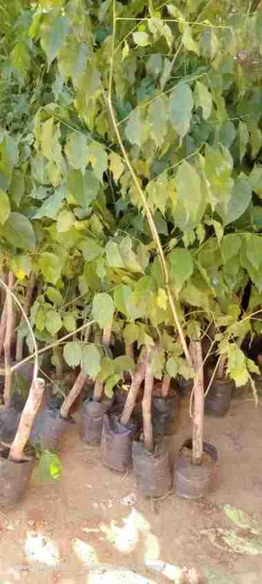 Bibit Tanaman Kayu Angsana / Sonokembang - Tanaman Kayu & Herbal