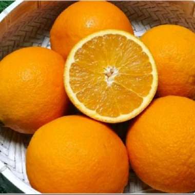 Jeruk Sunkist Mesir/AUS - 1kg