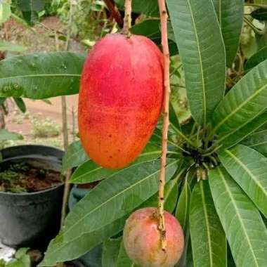 Bibit Tanaman Buah Mangga Miyazaki Original Siap Tanam