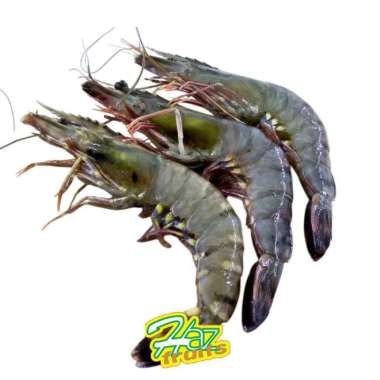 Udang Bago Frozen / Udang Windu / Udang Tiger Beku - 1 KG Glazing 25-30%