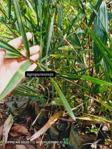 PROMO Bibit tanaman Kurma Tropis - ASLI