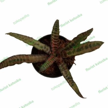 Cryptanthus Fosterianus-Cryptanthus Zebra Totol Merah