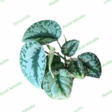 Scindapsus Silver Argyraeus Tanaman Indoor