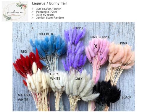 Lagurus / Bunny Tail / dried flower / bunga kering