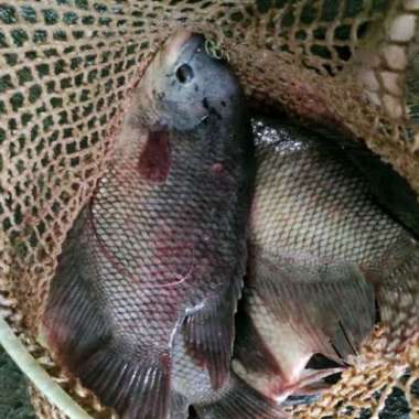 Ikan Gurame/ Gurami Fresh Hidup 1 kg (tambah catatan utk potongan ikan)