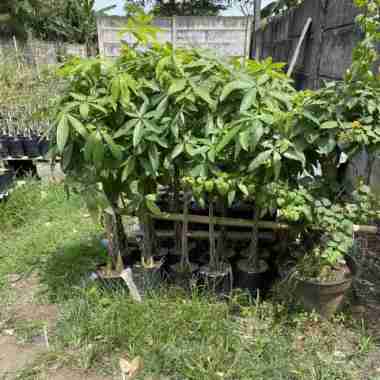 Tanaman Pachira Kepang Tinggi 1 meter Multivariasi Multicolor
