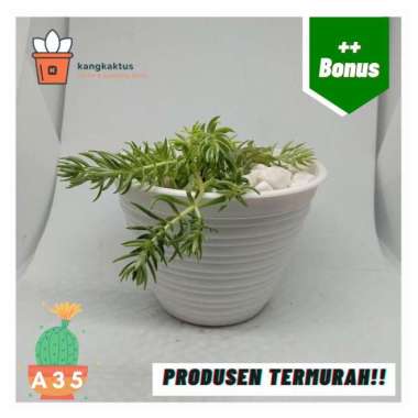 Kaktus dan sukulen murah | Tanaman hias - Dekorasi kamar | A35 Tanaman saja