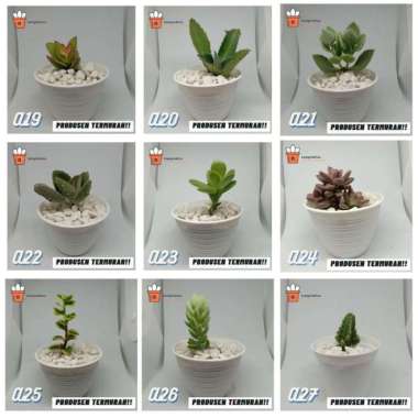 kaktus dan sukulen murah | Tanaman hias - Dekorasi kamar | A1 Tanaman saja