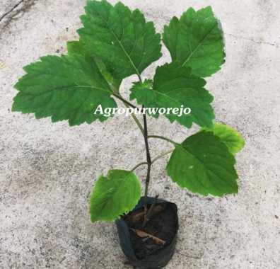 Bibit tanaman Nilam - Tanaman Penghasil Minyak Atsiri paling mahal untuk Parfum DLL