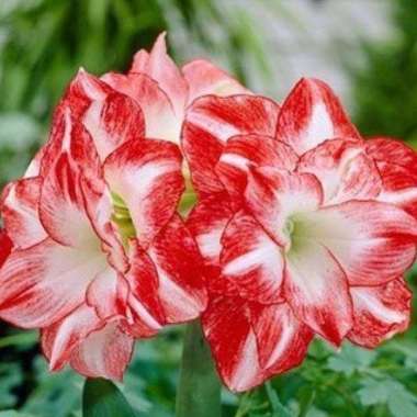 Tanaman anggrek tanah bakung amarilis - anggrek tanah bunga RED WHITE