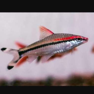 ikan puntius denisoni ikan hias aquascape aquarium