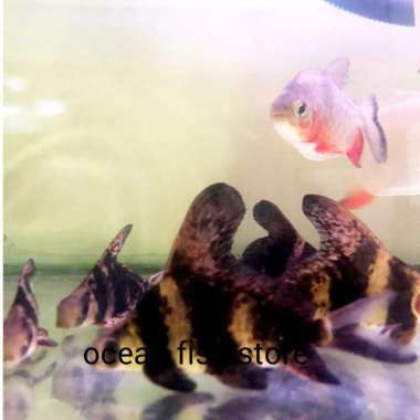 CHF ikan chinese high fin