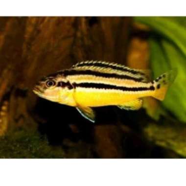 ikan hias niasa