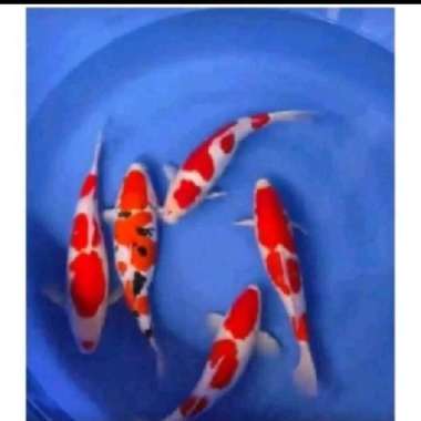 ikan koi blitar size 13-15 cm