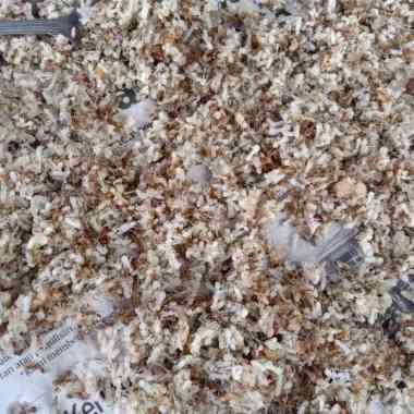 kroto telor semut rang rang