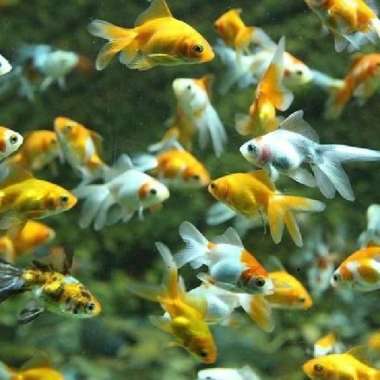 paketan koki oranda kecil isi 5 ekor
