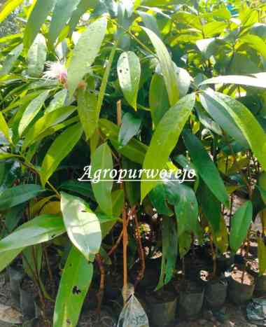 Bibit Tanaman Jambu Hutan I Kaliampuak - Tanaman Konservasi - Langka di temukan