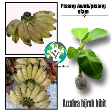 AZZAHRA HIJRAH BIBIT TANAMAN PISANG AWAK/BIBIT PISANG AWAK/BIBIT TANAMAN PISANG SIAM