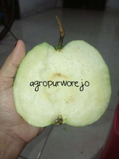 Cangkok - Bibit Jambu Kristal - Cepat Berbuah - Buah Sesuai Indukan