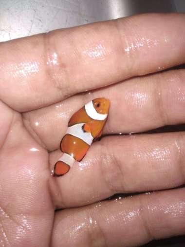 Ikan Hias Laut NEMO / Badut / Clownfish Size T