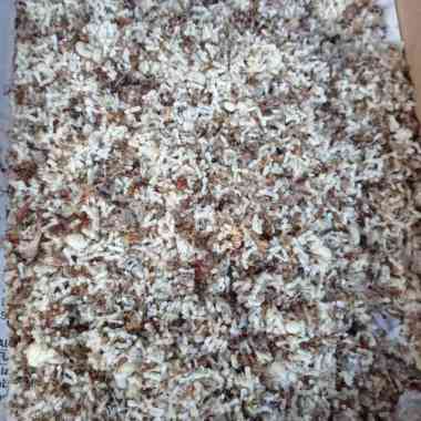 KROTO/TELUR SEMUT RANGRANG/KROTO LAMPUNG PER ONS (100 gr) Multivariasi Multicolor