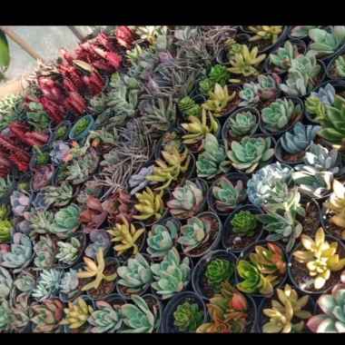 Kaktus Sukulen Murah | Paket Spesial Kemerdekaan Tanaman Saja