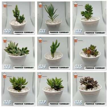 Kaktus dan sukulen murah | Tanaman hias - Dekorasi kamar | A27 Tanaman saja