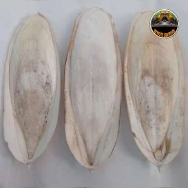 TULANG SOTONG SONTONG SUPER JUMBO