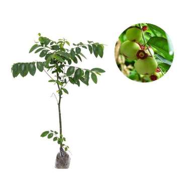 Tanaman Rempah Dan Herbal Daun Katuk - Bibit Pohon Go'Green