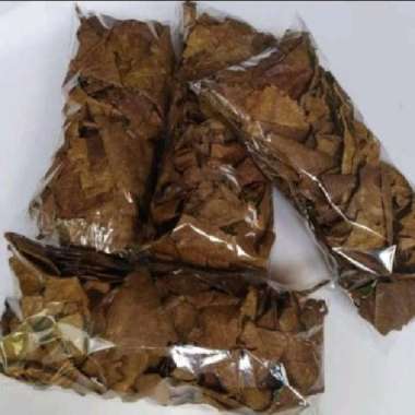 daun ketapang kering