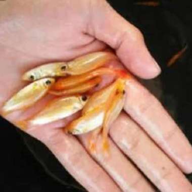 ikan terapi ikan hias nilem ikan lemon gara ruffa