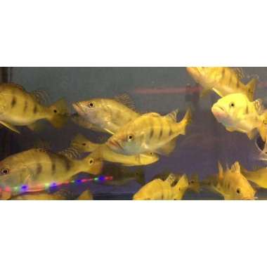pbass mono peackook bass