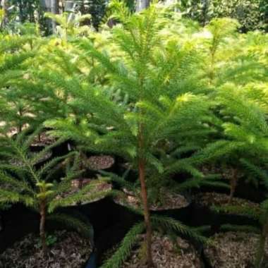 Pohon Cemara Norplok - Bibit Cemara Norplok ( Pohon Pelindung )