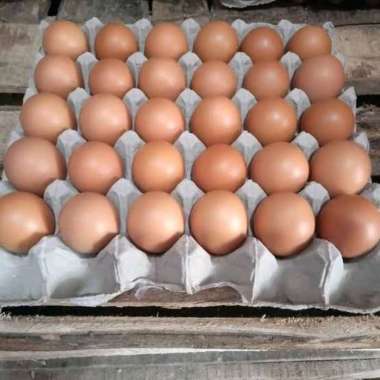 Telur Ayam Negeri FRESH - 1KG