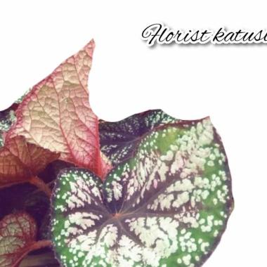 Begonia Daun Besar